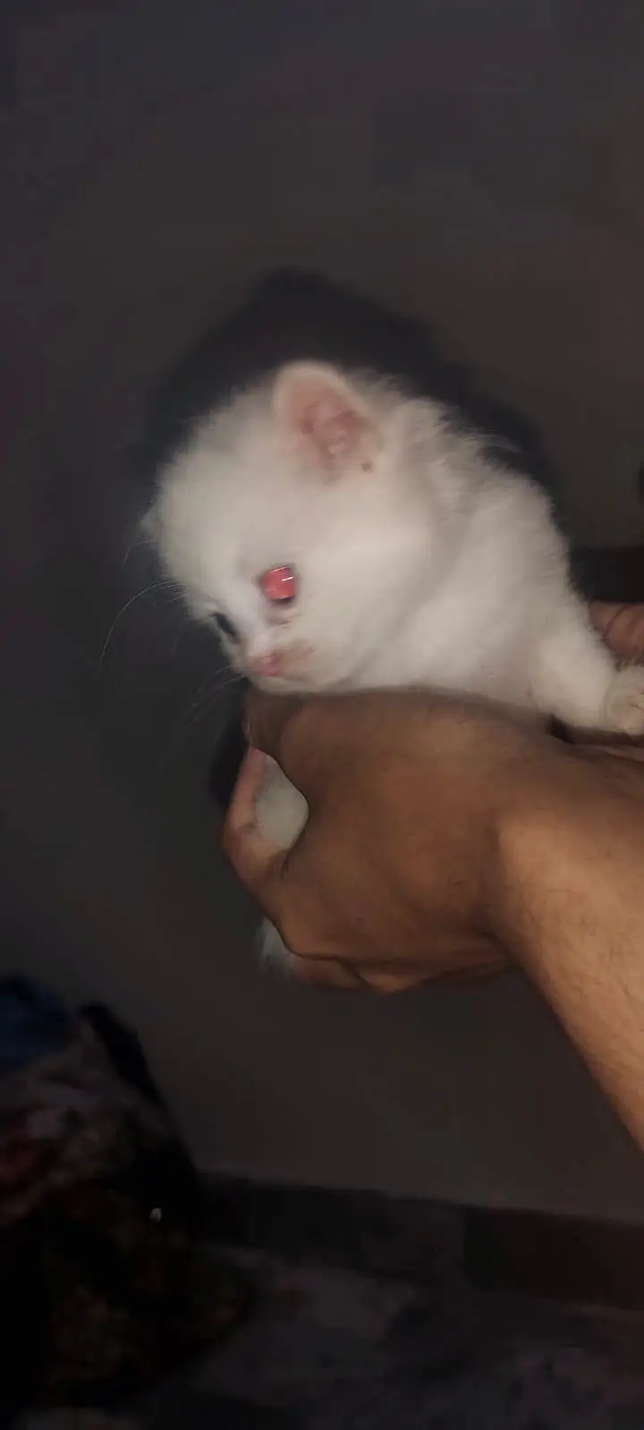 I am selling pure white Persian kitten 1 are punch face and 3doll face — photo 8