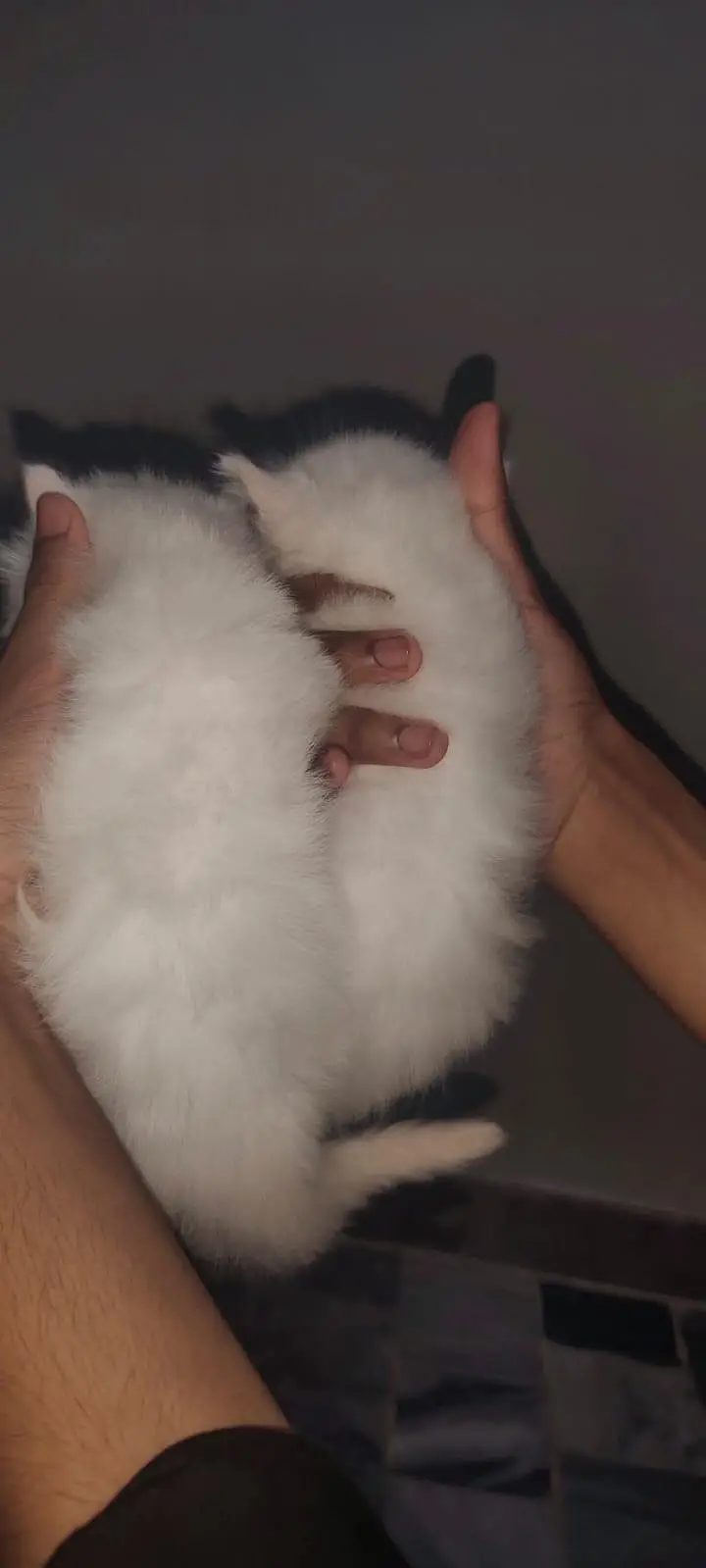 I am selling pure white Persian kitten 1 are punch face and 3doll face — photo 9