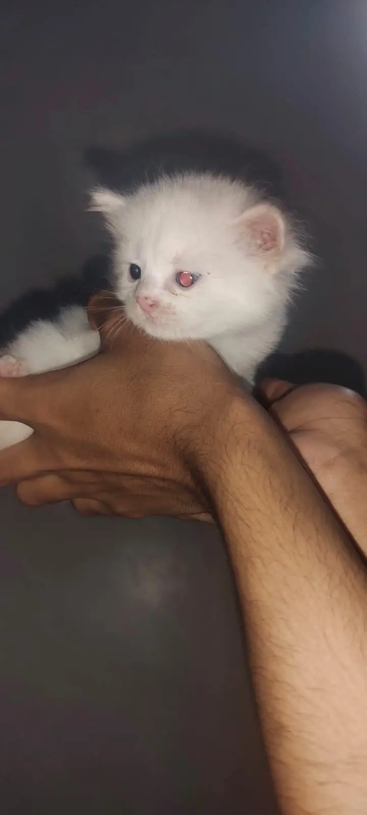 I am selling pure white Persian kitten 1 are punch face and 3doll face — photo 10