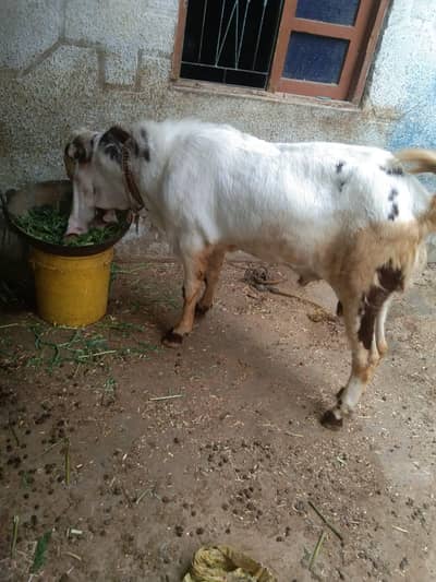 breeder for Sale