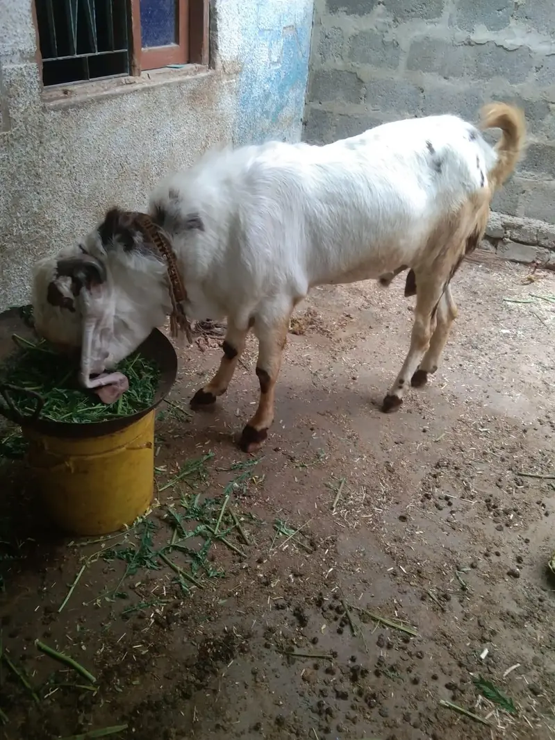 breeder for Sale — photo 2