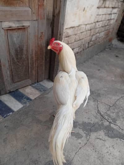 heera one eye breeder