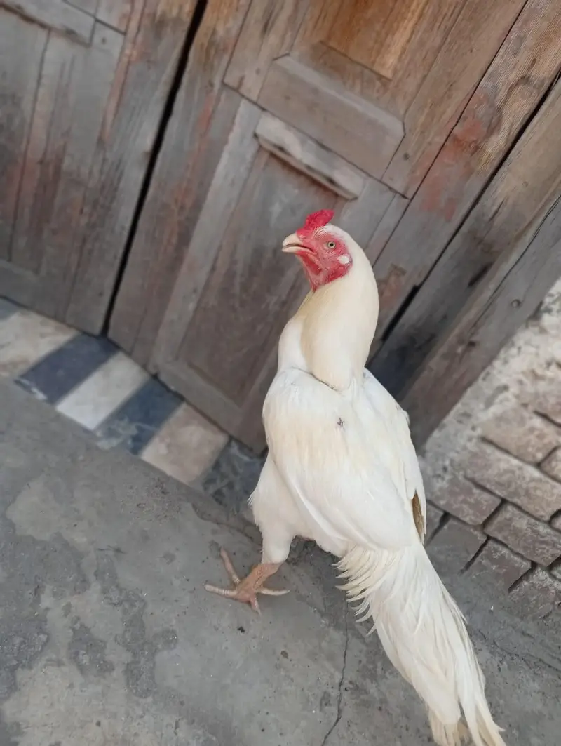 heera one eye breeder — photo 2