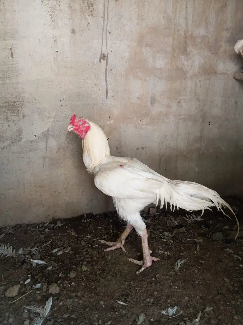 heera one eye breeder — photo 3