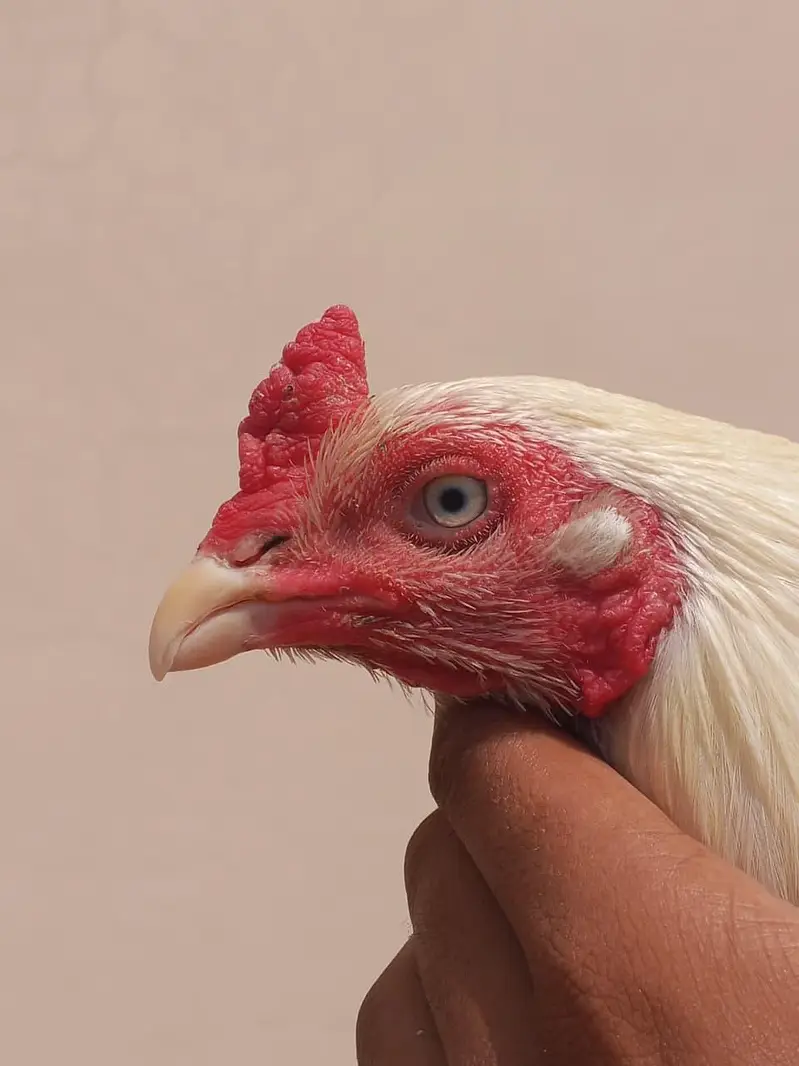 heera one eye breeder — photo 4