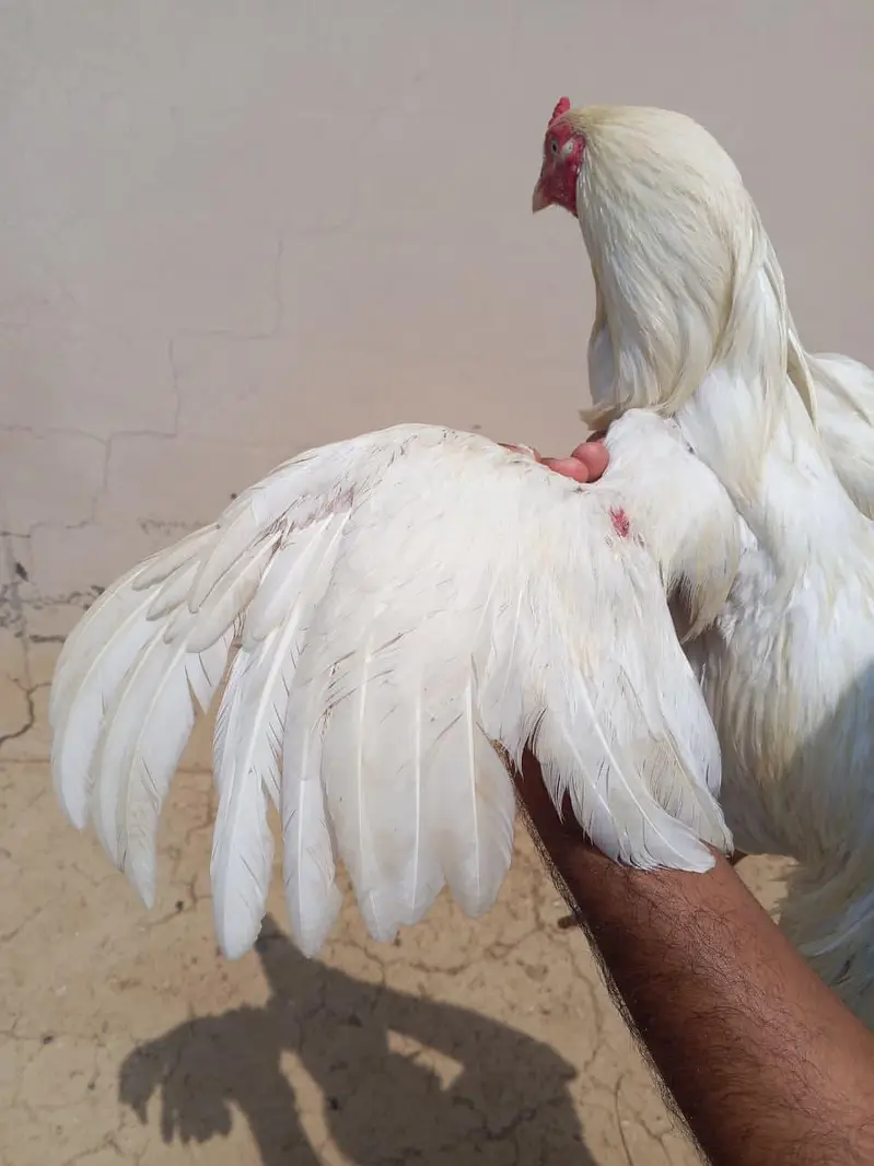 heera one eye breeder — photo 5