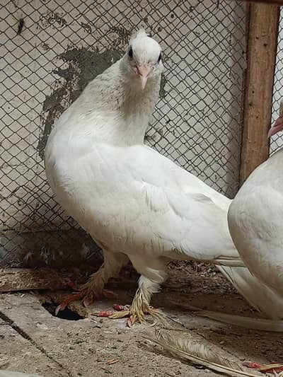 lucky kabootar pigeon beautiful