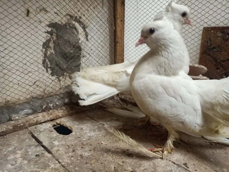 lucky kabootar pigeon beautiful — photo 2