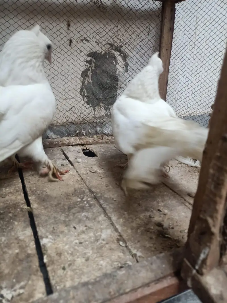 lucky kabootar pigeon beautiful — photo 3