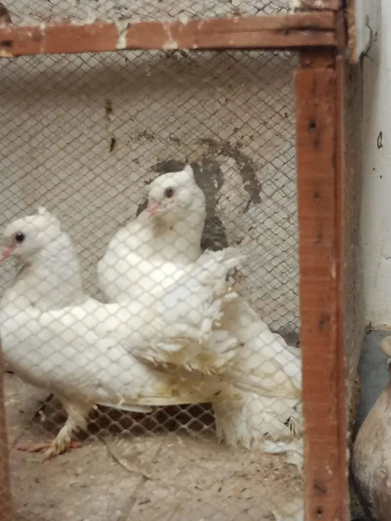 lucky kabootar pigeon beautiful — photo 4