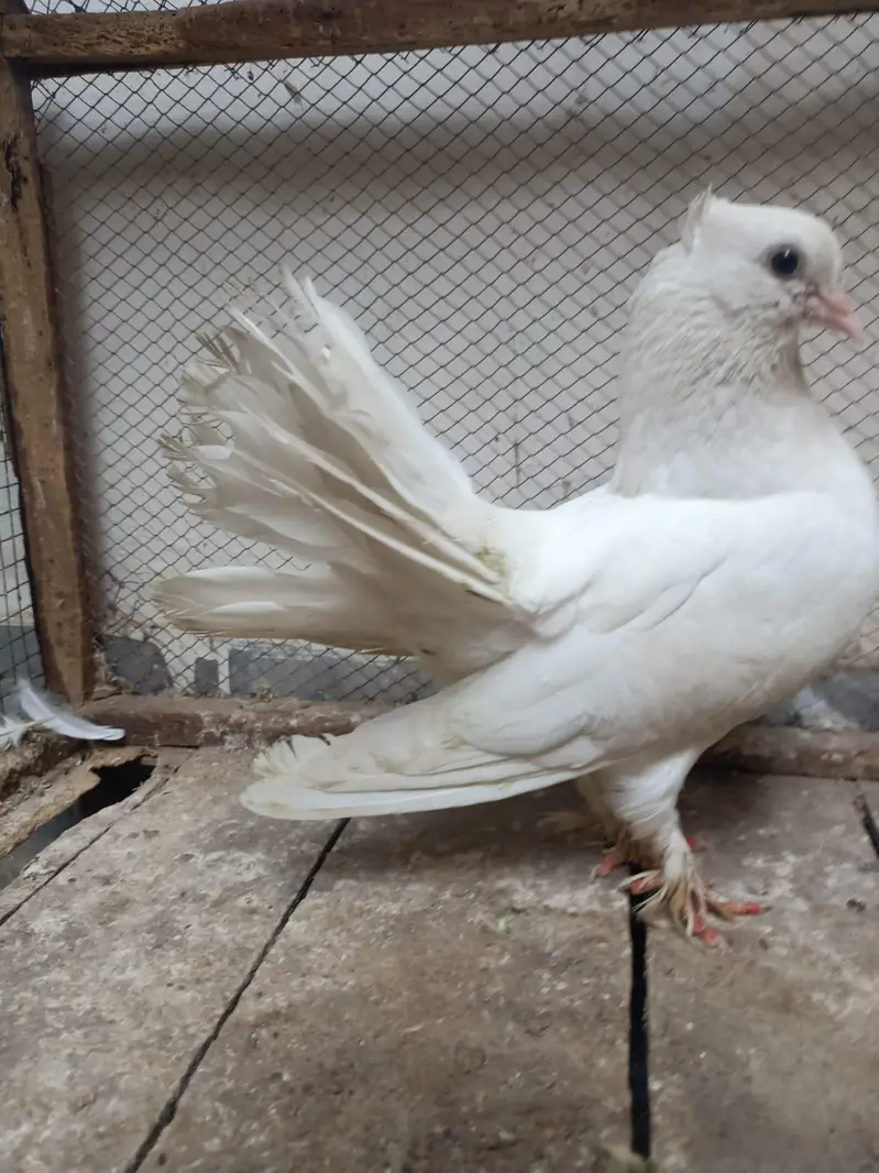 lucky kabootar pigeon beautiful — photo 5