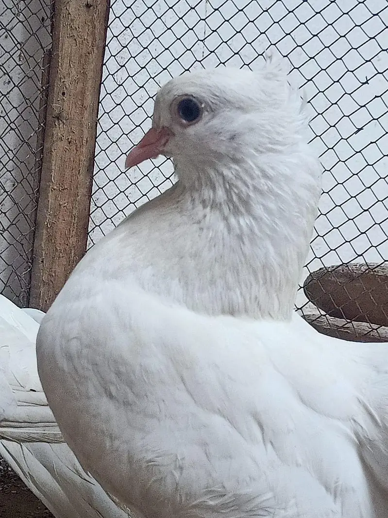 lucky kabootar pigeon beautiful — photo 6