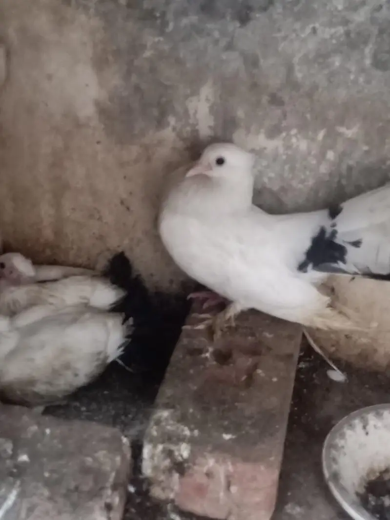 lucky kabootar pigeon beautiful — photo 7