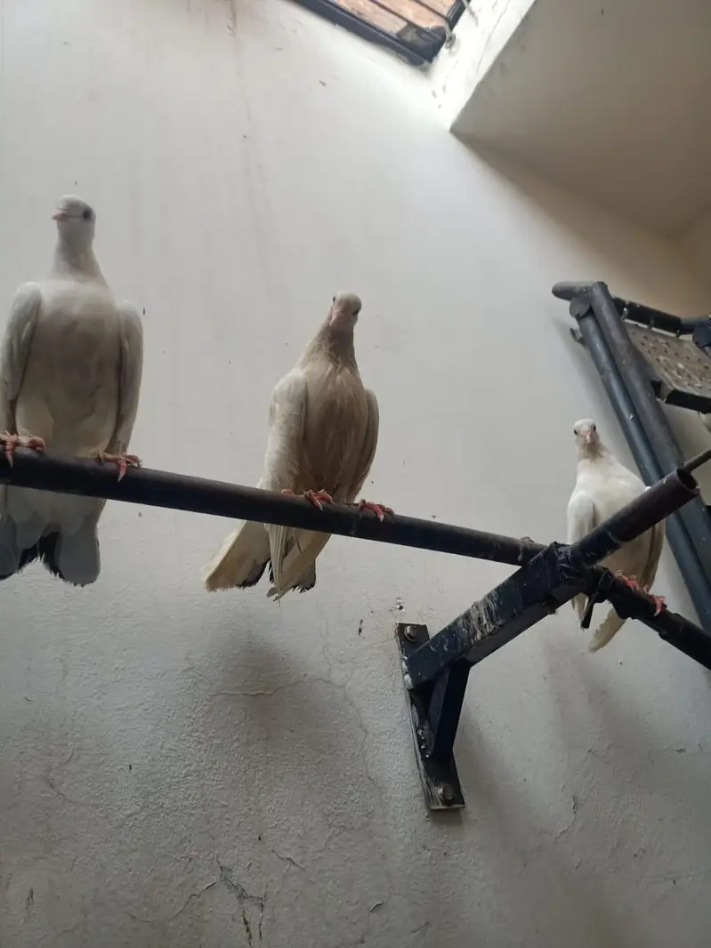 lucky kabootar pigeon beautiful — photo 8