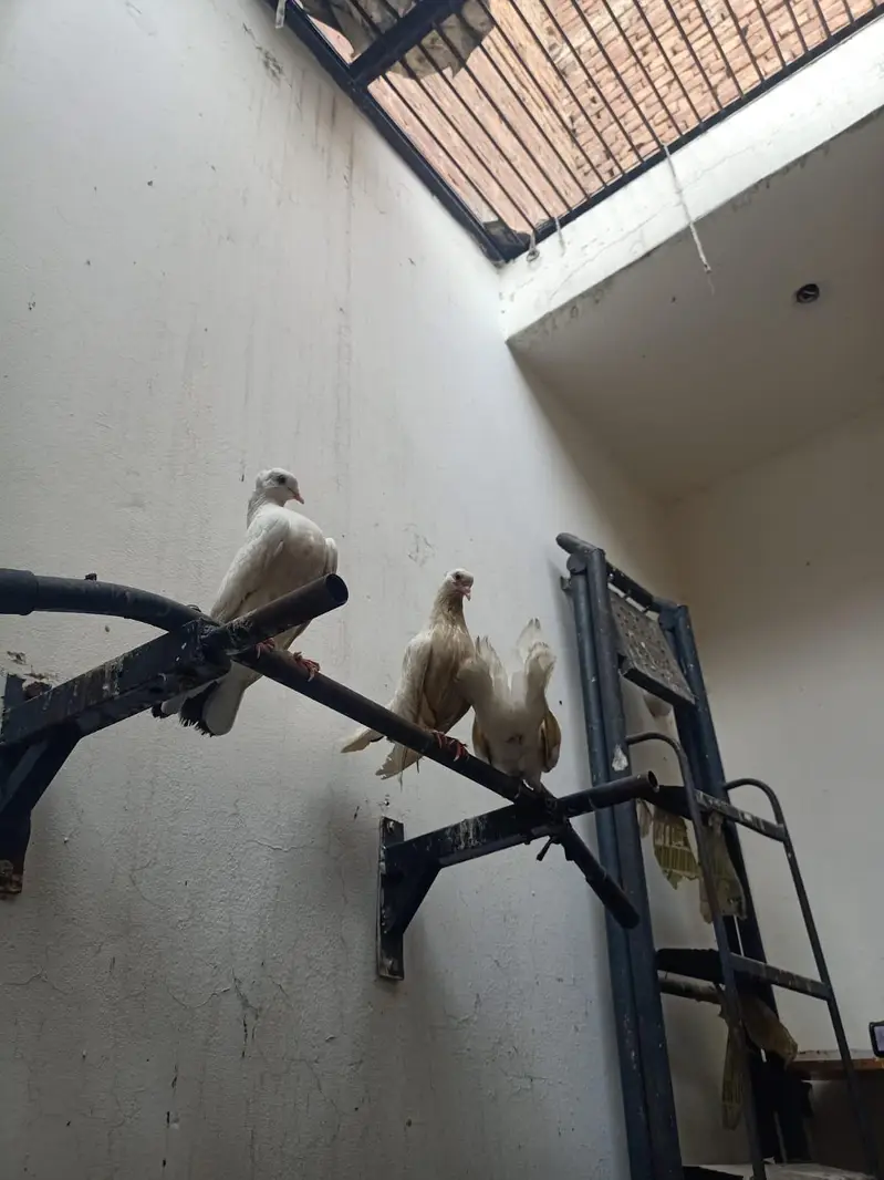 lucky kabootar pigeon beautiful — photo 9