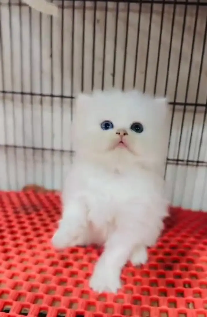 Persian kitten for sale my WhatsApp . 03317047936 — photo 2