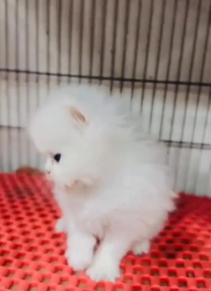 Persian kitten for sale my WhatsApp . 03317047936 — photo 3