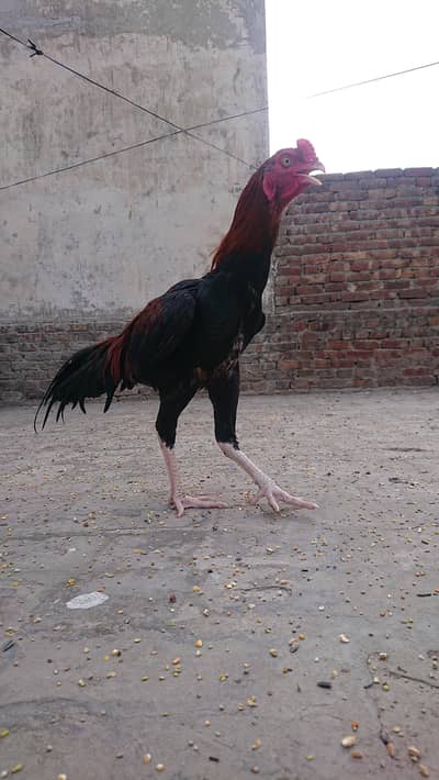 Aseel