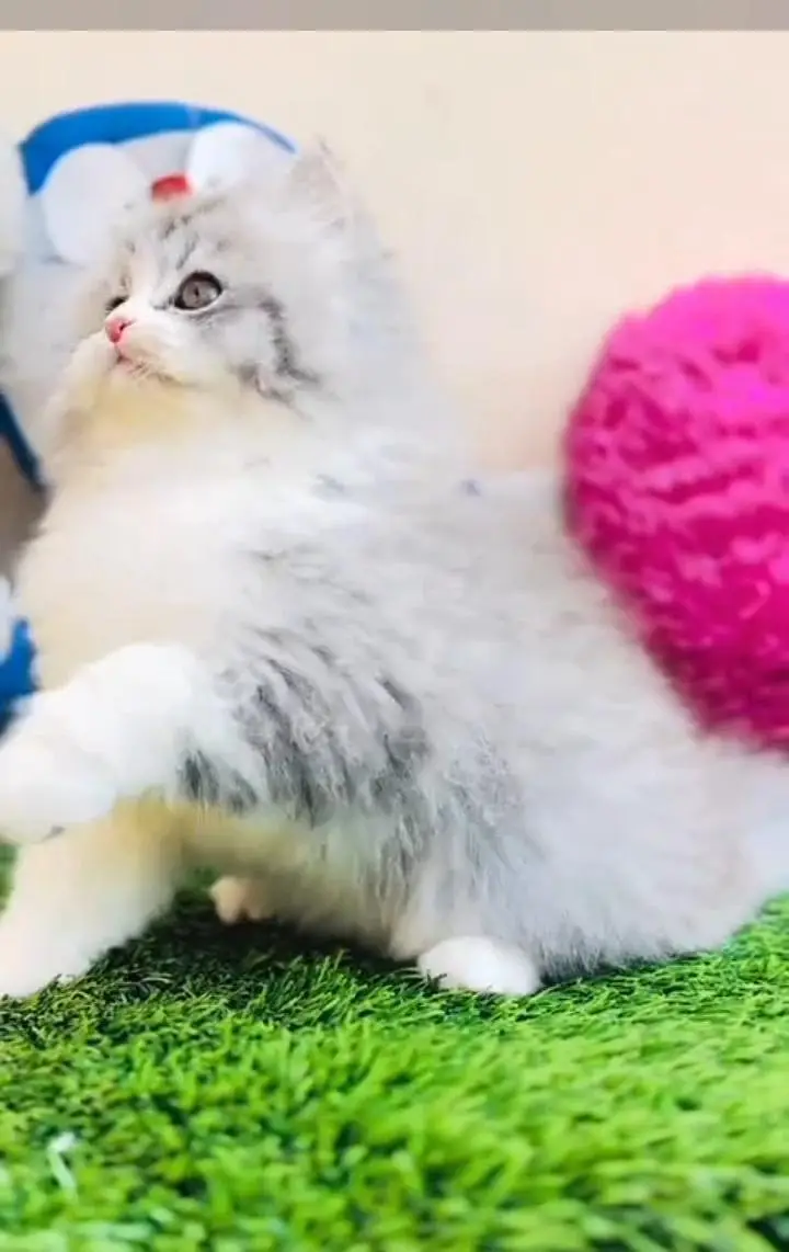 Persian kitten for sale my WhatsApp . 03317047936 — photo 2