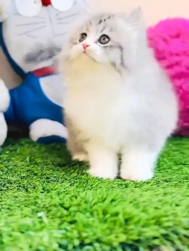 Persian kitten for sale my WhatsApp . 03317047936 — photo 3