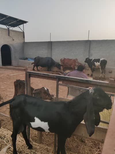 Male Goat Bearder Bakra Ha Chugha