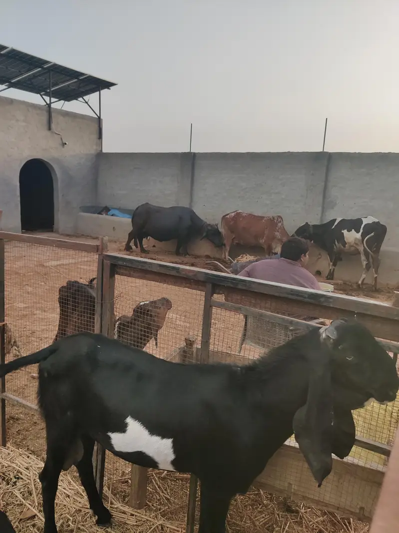 Male Goat Bearder Bakra Ha Chugha — photo 2