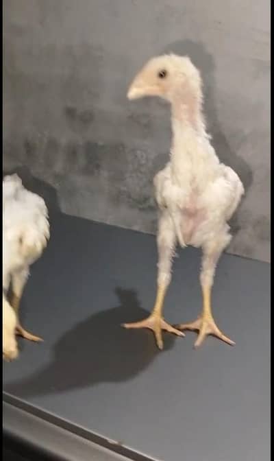 White German Shamo| 2 Chicks For Sale|