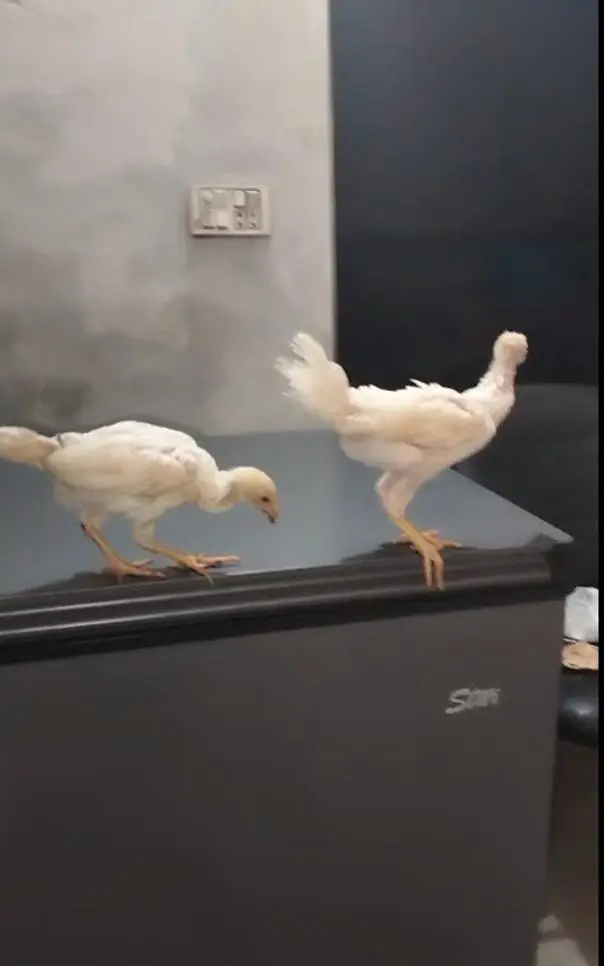 White German Shamo| 2 Chicks For Sale| — photo 2