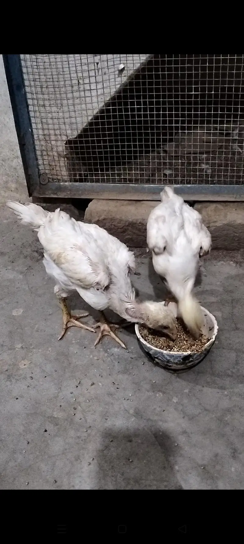 White German Shamo| 2 Chicks For Sale| — photo 3