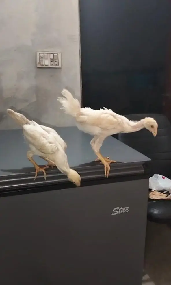 White German Shamo| 2 Chicks For Sale| — photo 4
