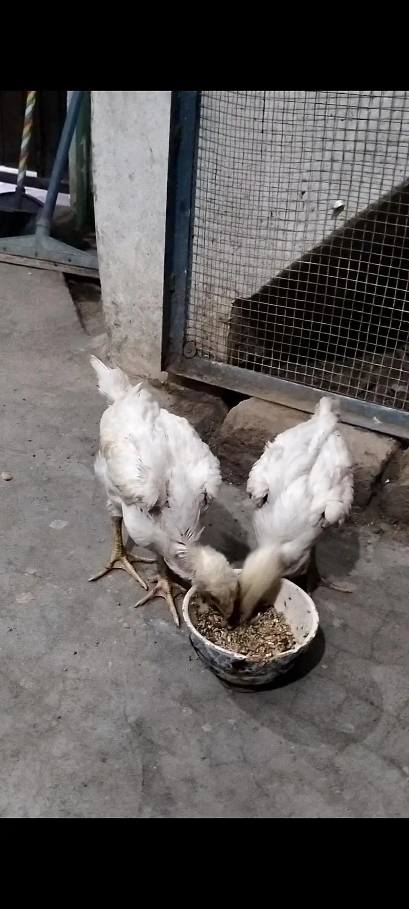 White German Shamo| 2 Chicks For Sale| — photo 5