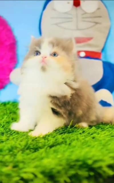 Persian kitten for sale my WhatsApp . 03317047936