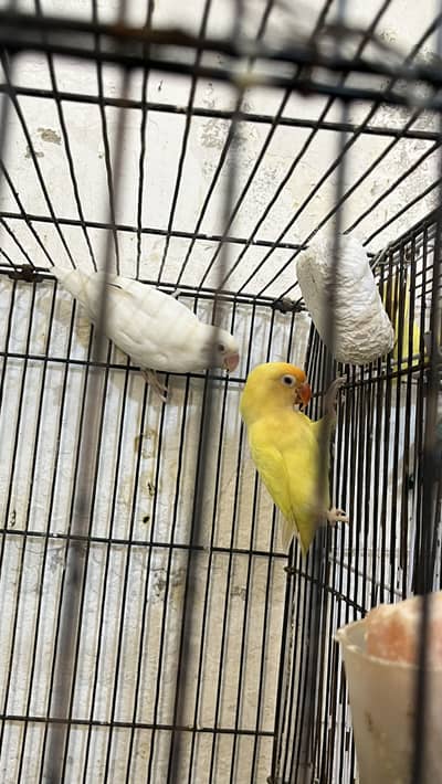 Lovebird Breeding Pairs with Cages (urgent sale)