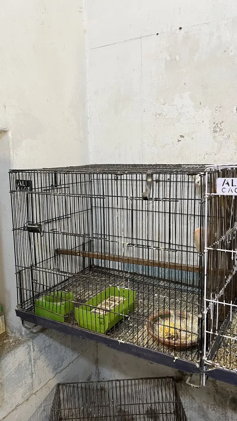 Lovebird Breeding Pairs with Cages (urgent sale) — photo 2