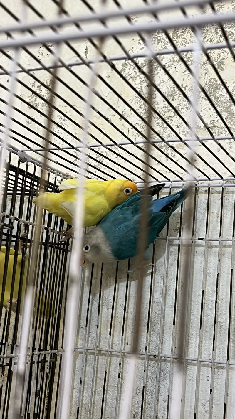 Lovebird Breeding Pairs with Cages (urgent sale) — photo 3