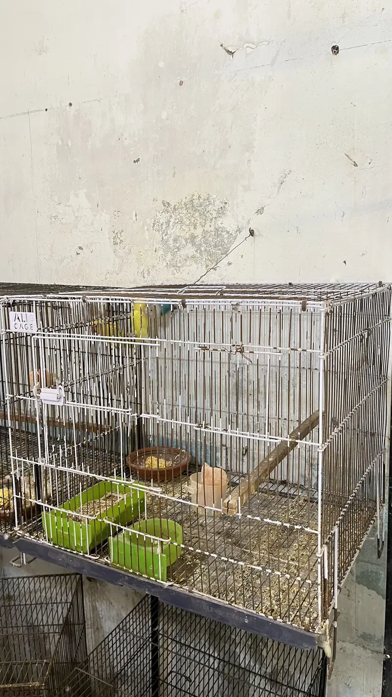 Lovebird Breeding Pairs with Cages (urgent sale) — photo 4