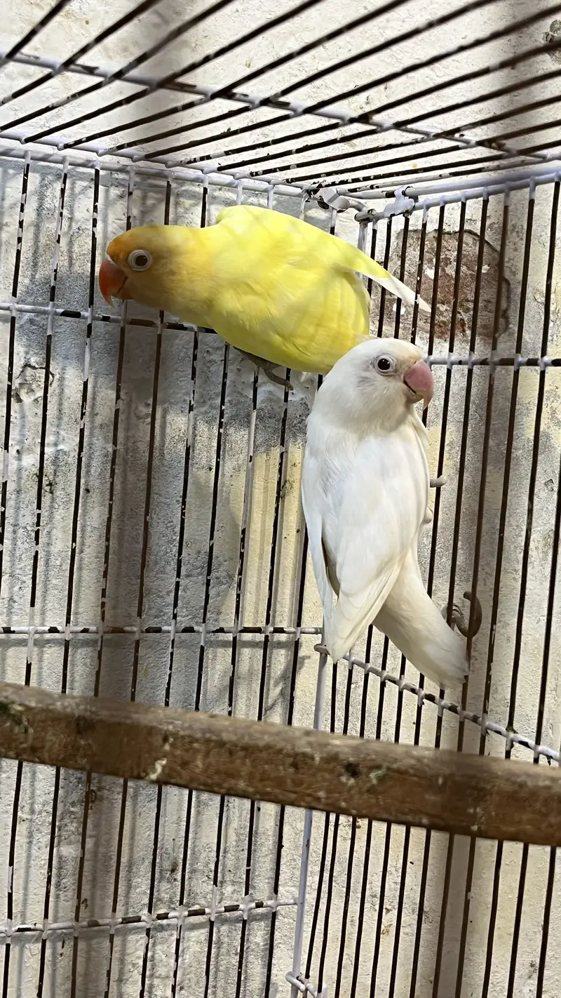 Lovebird Breeding Pairs with Cages (urgent sale) — photo 5