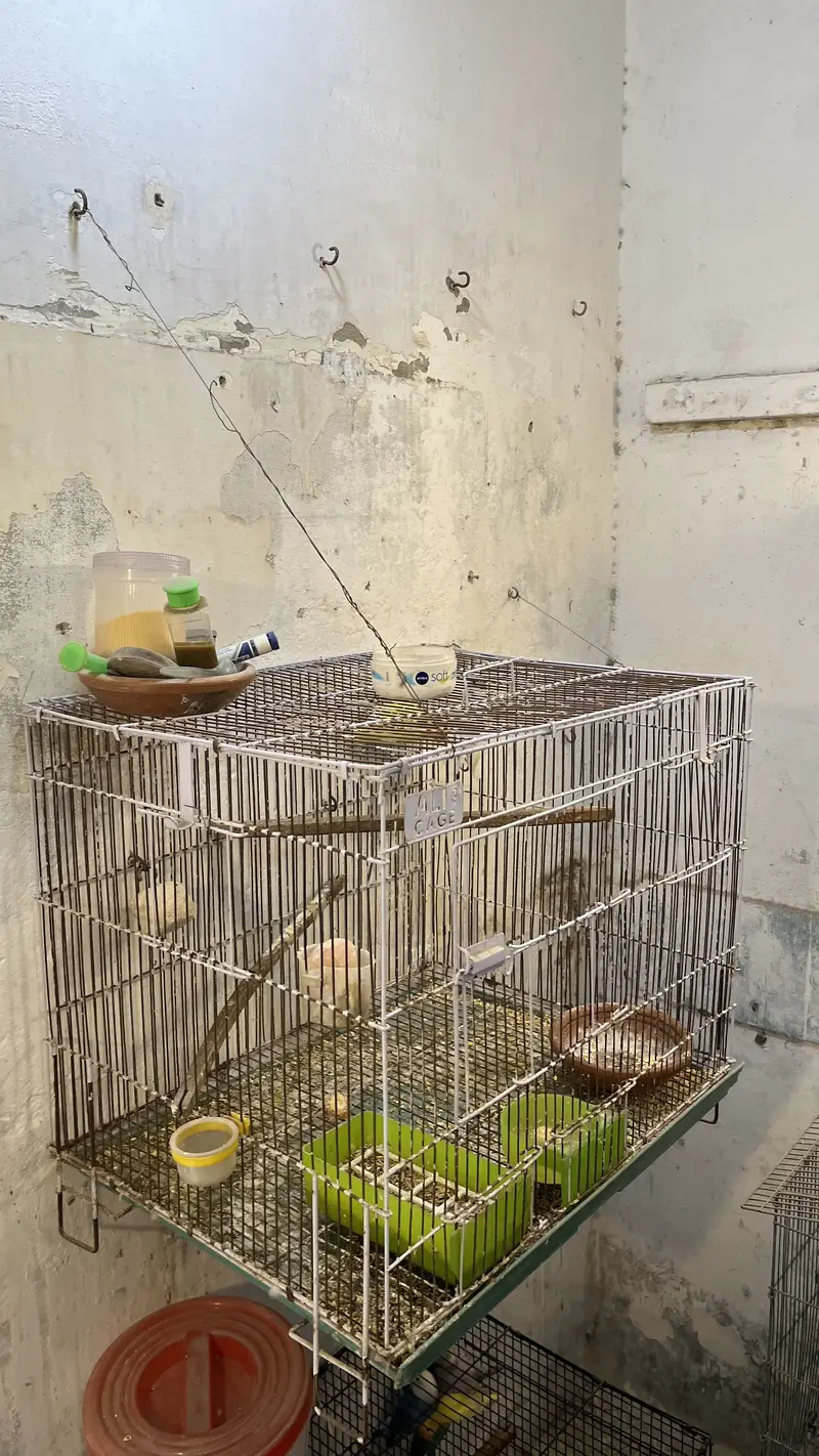 Lovebird Breeding Pairs with Cages (urgent sale) — photo 6