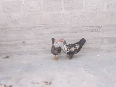ek mascovy female Desi