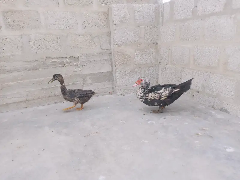 ek mascovy female Desi — photo 2