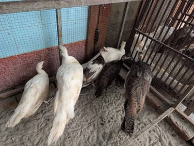 WHITE / PIED PEACOCK CHICKS 3 to 5 MONTH AGE