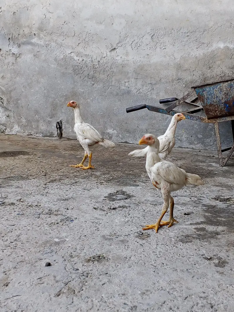 Hint cross Heera aseel — photo 2
