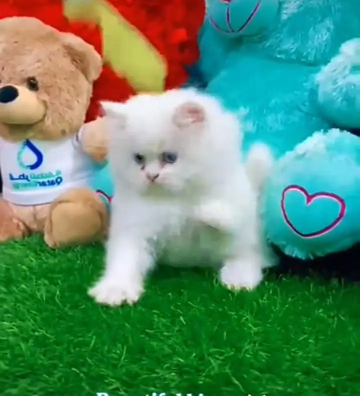 Persian kitten for sale my WhatsApp . 03317047936 — photo 3