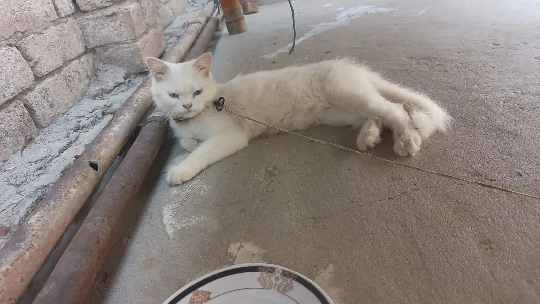 white American Cat — photo 2