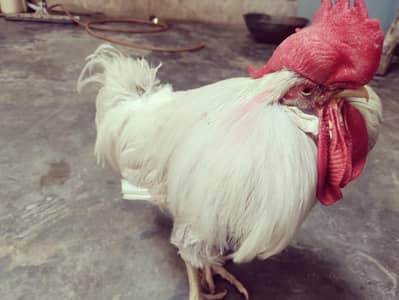 vip hen male