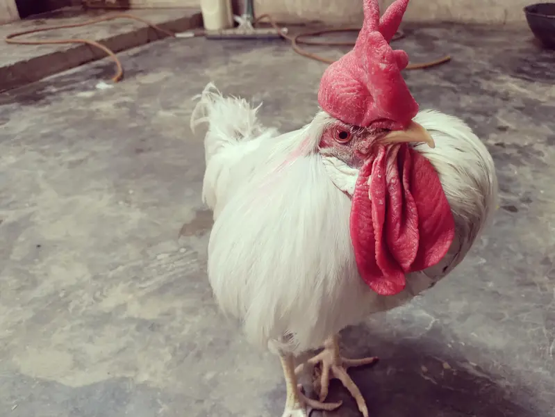 vip hen male — photo 2
