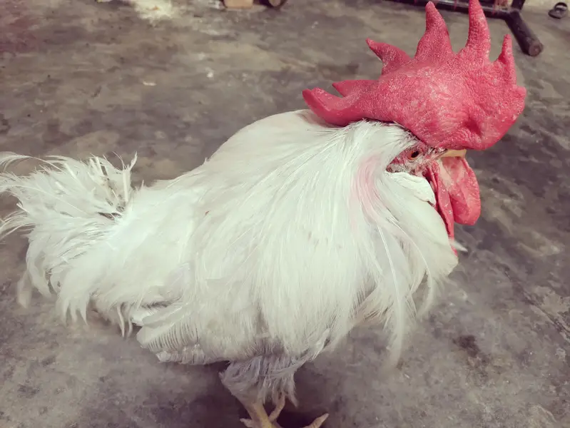 vip hen male — photo 3
