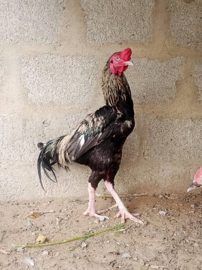 Java cock breeder