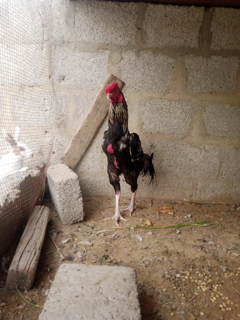 Java cock breeder — photo 3