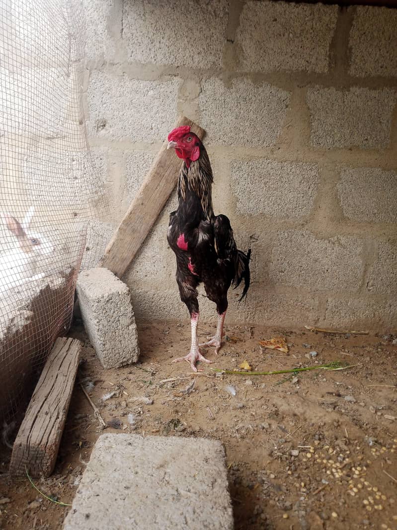 Java cock breeder 3